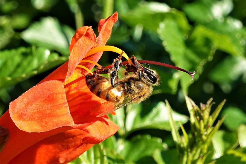 Sun Photo A00006 Bee on Orange Flower